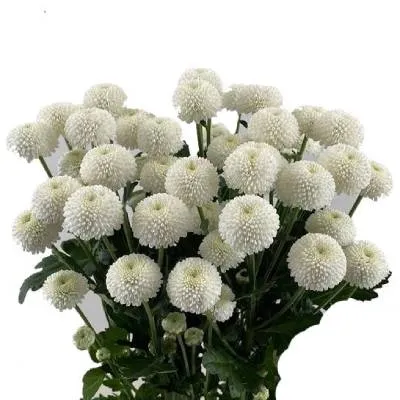 картинка х ньютон от магазина Флоранж