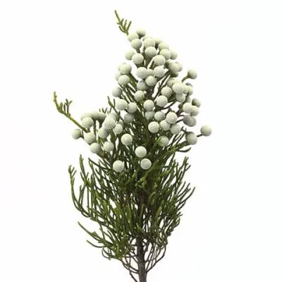 бруния Нодифлора Спрей