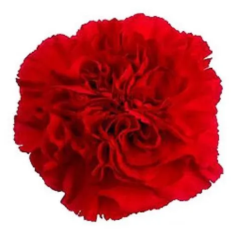 гвоздика одноголовая Красная; Колумбия