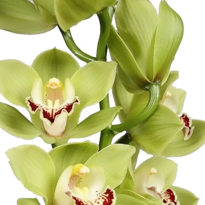 цимбидиум Андерсон