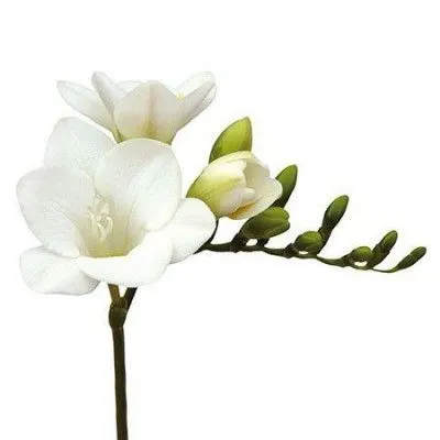 фрезия Версаль