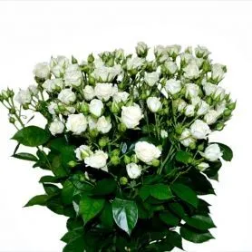 картинка р куст пола сенсейшн 60 см; Кения от магазина Флоранж