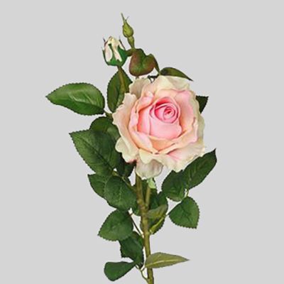 картинка Роза Принц 70 см, 2 бутона от магазина Флоранж