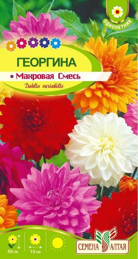 картинка Георгина Махровая смесь окрасок (цветной пакет) 0,2г; Семена Алтая от магазина Флоранж