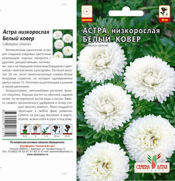 картинка Астра Белый Ковер (цветной пакет) 0,2г; Семена Алтая от магазина Флоранж