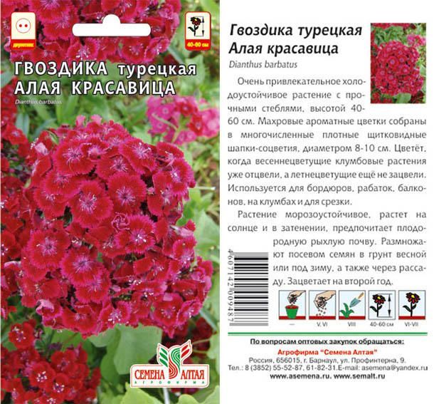 Гвоздика турецкая Алая Красавица (цветной пакет) 0,2г; Семена Алтая