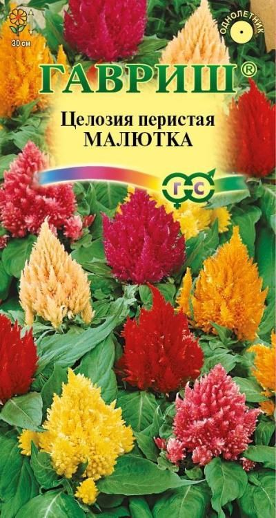 картинка Целозия перистая Малютка (цветной пакет) 0,01г; Гавриш от магазина Флоранж