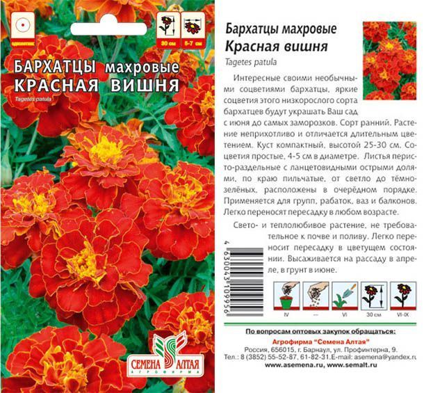 Бархатцы Красная Вишня (цветной пакет) 0,2г; Семена Алтая